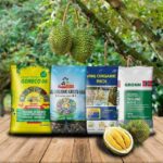 Bón phân hữu cơ cho cây sầu riêng sau thu hoạch