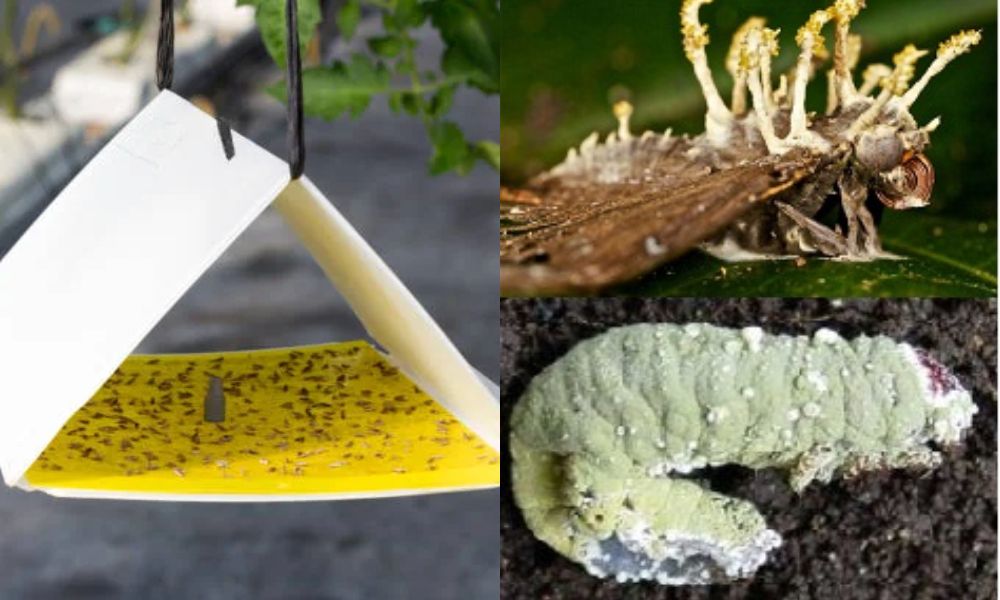 Loại bỏ sâu, côn trùng sau thu hoạch sầu riêng