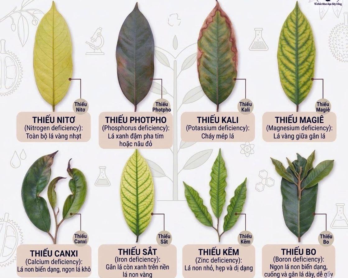 Theo dõi, xử lý tình trạng bệnh của cây sầu riêng