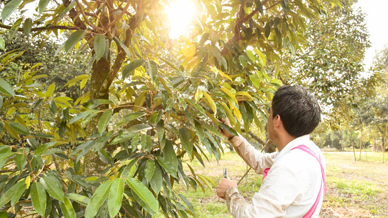 Tỉa cành,tạo tán sầu riêng sau thu hoạch