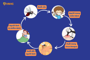 Muỗi Aedes là tác nhân chính truyền virus từ người này sang người khác