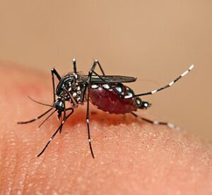 muỗi aedes