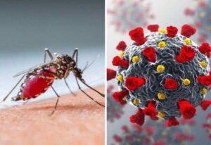 virus dengue