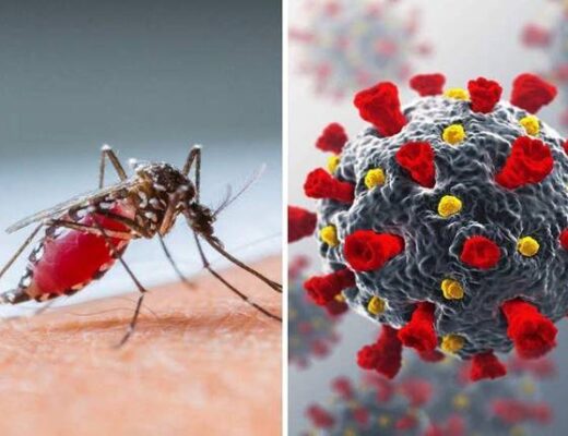 virus dengue